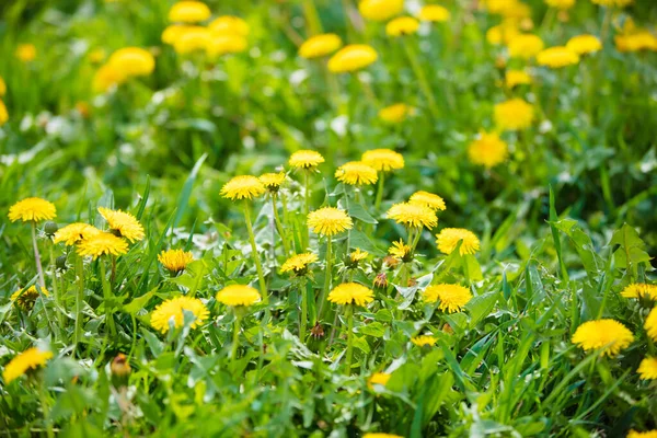 Dientes de león amarillos en hierba verde. Fondo de verano. — Foto de Stock