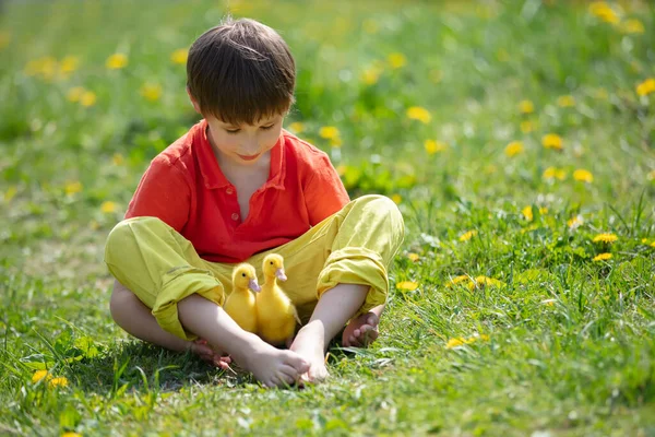 Un ragazzino si siede sull'erba e gioca con gli anatroccoli. — Foto Stock