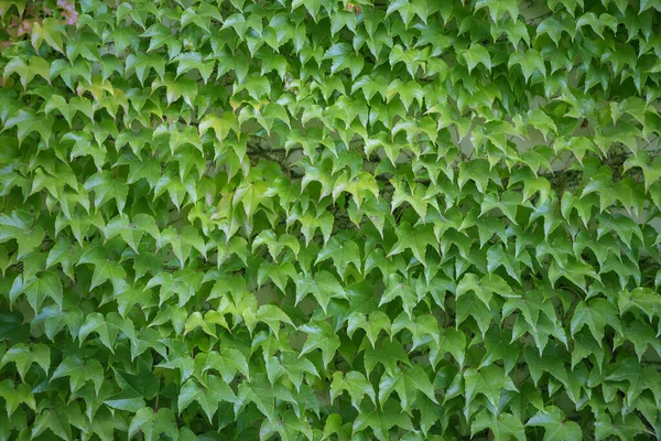 Zamówione Liście Dzikich Winogron Tło Wielu Zielonych Liści — Zdjęcie stockowe