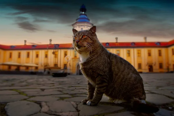 고양이 건물과 어두운 배경에 미래학적 고양이 — 스톡 사진