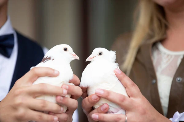 Gelinin Damadın Elleri Beyaz Güvercinleri Tutar — Stok fotoğraf