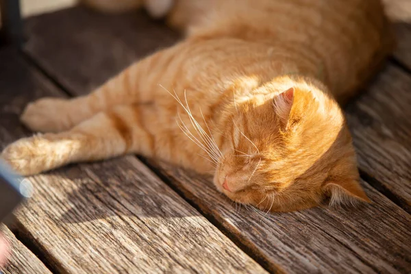 Ginger Street Cat Sleeps Wooden Bench Sun — Stock Photo, Image