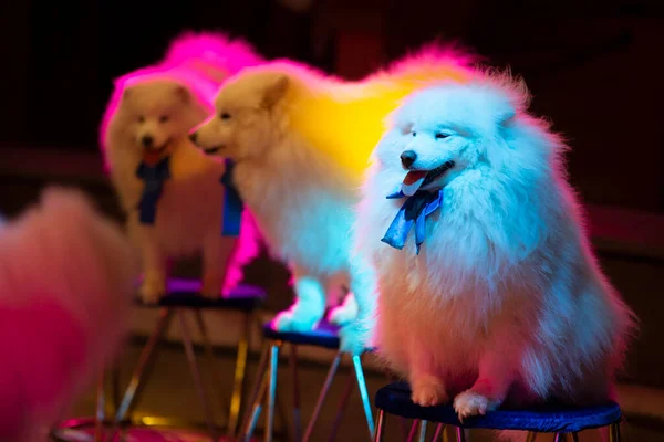 Samoyovi Cirkusoví Psi Pestrobarevných Světlech Cirkusoví Psi — Stock fotografie