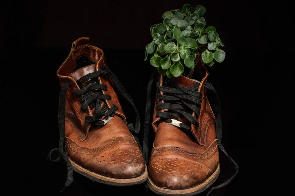 Par Sapatos Couro Vintage Marrom Com Buquê Folhas Botas Bonitas — Fotografia de Stock