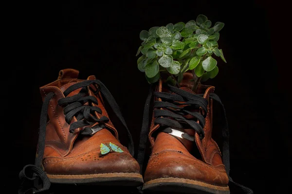 Par Sapatos Couro Vintage Marrom Com Buquê Folhas Verdes Botas — Fotografia de Stock