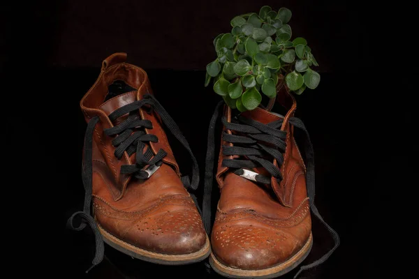 Par Sapatos Couro Vintage Marrom Com Buquê Folhas Botas Bonitas — Fotografia de Stock