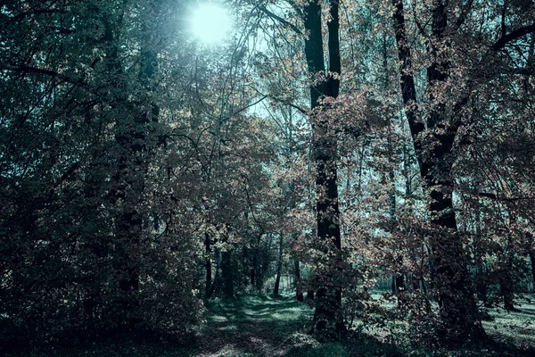 Foresta Cupa Paesaggio Fantastico Colori Smeraldo — Foto Stock