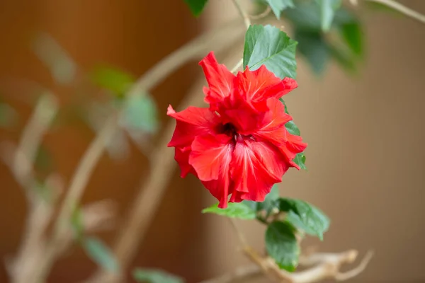 Belle Rose Chinoise Rouge Sur Fond Beige — Photo