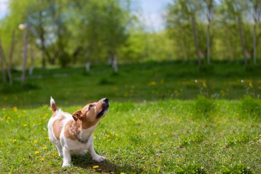 Jack Russell Dog yeşil çimlerde oynuyor. Güzel bir köpek..