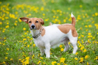 Jack Russell 'ın köpeği yeşil çimlerin üzerinde duruyor.