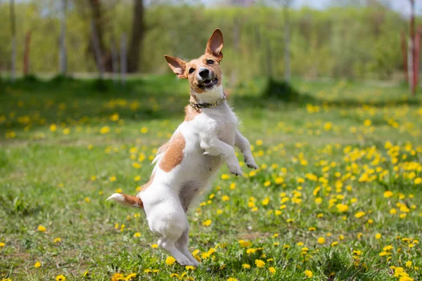 Cão Engraçado Raça Jack Russell Jogando Parque Cão Bonito Natureza — Fotografia de Stock