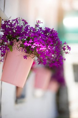 Mor lobelia çiçekleri çiçek saksısında hafif bir arkaplanda.