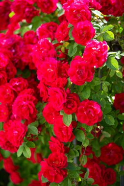 Bir sürü çiçekli kırmızı bir gül..