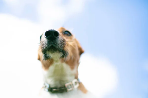 Μύτη Του Σκύλου Αναπαράγει Dec Rassl Ένα Φόντο Του Μπλε — Φωτογραφία Αρχείου