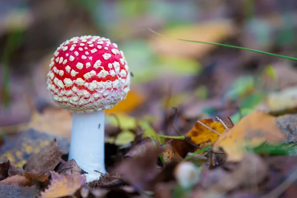 Hermosa Mosca Agárica Con Puntos Blancos Sobre Fondo Forestal — Foto de Stock