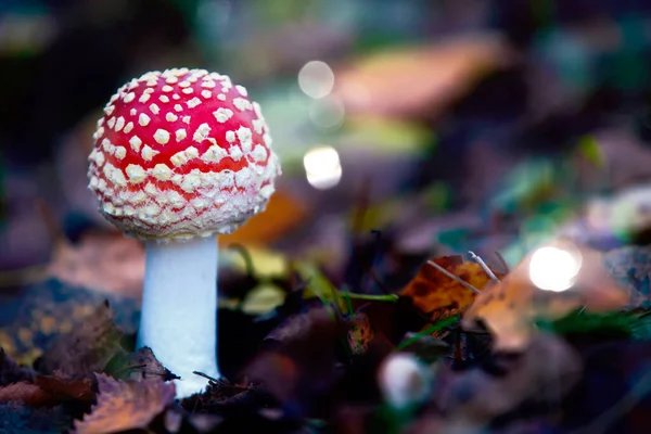 Fabulosa Mosca Agárica Con Puntos Blancos Sobre Fondo Forestal — Foto de Stock