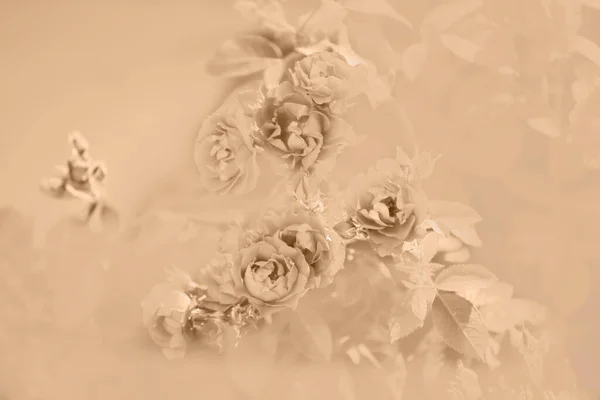 摘要柔和米色的背景玫瑰 美丽柔嫩的肉色花朵 — 图库照片