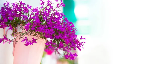 Baner Fioletowe Lobelia Kwiaty Doniczce Białym Tle — Zdjęcie stockowe