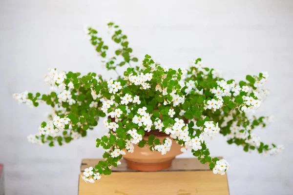 Piękny Krzak Białymi Kwiatami Doniczce Ulicy — Zdjęcie stockowe