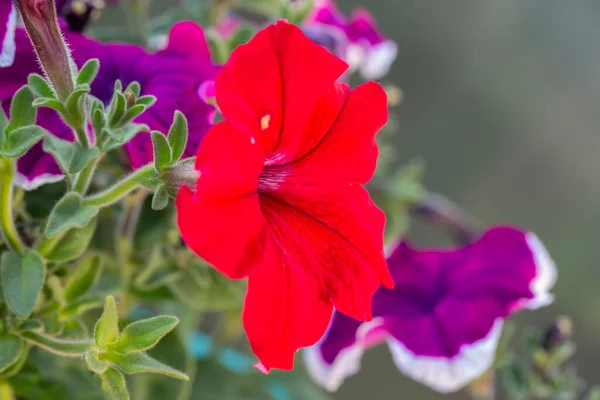 Beau Pétunia Rouge Sur Fond Vert Gros Plan — Photo