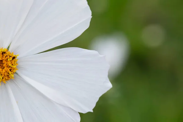 Cosmos Jardín Blanco Flor Sobre Fondo Verde — Foto de Stock