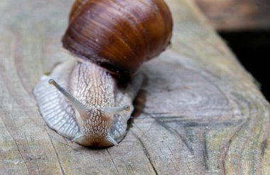 Tahta bir arka planda güzel bir salyangoz..