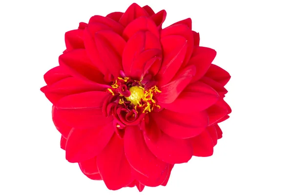 Una Hermosa Planta Roja Flor Zinnia Primer Plano Sobre Fondo — Foto de Stock