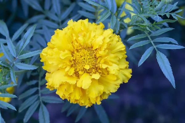 Caléndula Flor Amarilla Sobre Fondo Verde — Foto de Stock