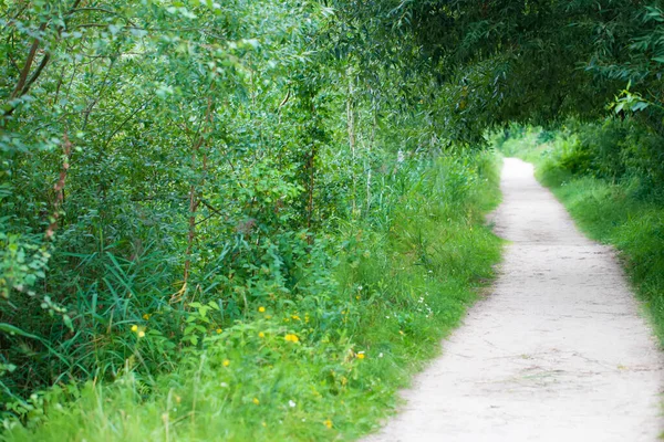 Forest Path Surrounded Green Bushes Natural Background — Stock Photo, Image