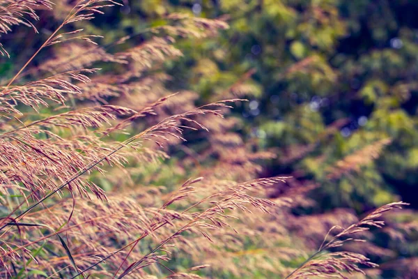 Natural Fairy Background Beautiful Grass Different Colors Bends Wind — Stock Photo, Image