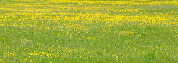 Banner Hierba Verde Con Dientes León Amarillos Textura Hierba — Foto de Stock