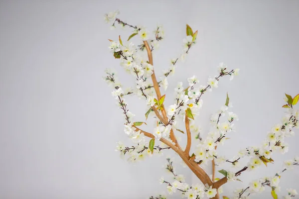 Rama Árbol Que Florece Con Flores Blancas Sobre Fondo Gris — Foto de Stock