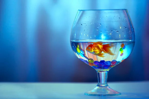 Золотая Рыбка Стакане Синем Фоне — стоковое фото