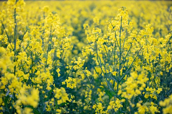 Helder Geel Koolzaad Gras Natuurlijke Achtergrond — Stockfoto