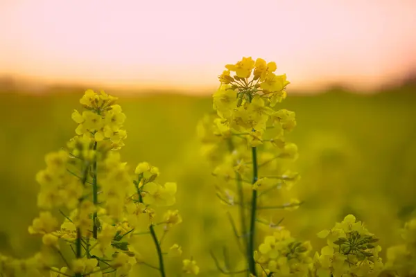 Helder Geel Raapgras Tegen Lucht Natuurlijke Achtergrond — Stockfoto