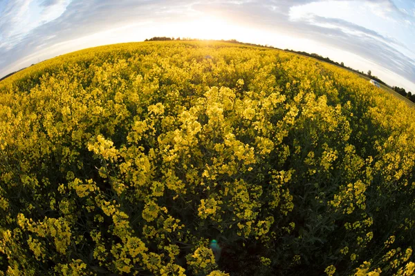 Yellow Rapeseed Grass Shot Fisheye Lens Sky Natural Background — Stock Photo, Image