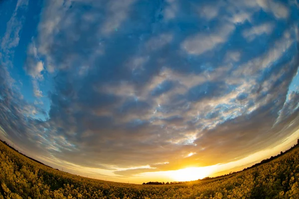 Yellow Rapeseed Grass Shot Fisheye Lens Sky Natural Background — Stock Photo, Image