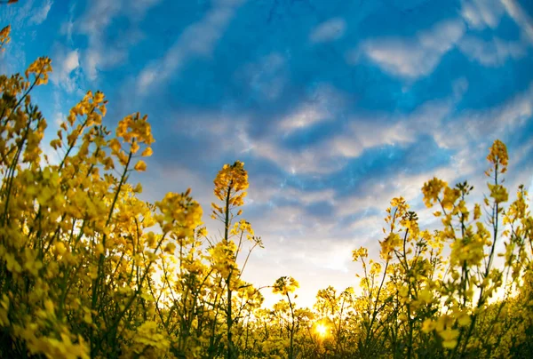 Yellow Rapeseed Grass Shot Fisheye Lens Sky Natural Background — Stock Photo, Image