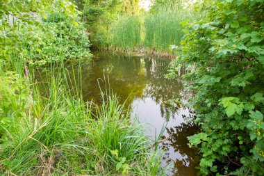 Yaz yeşili doğal arka plan. Etrafı yeşilliklerle çevrili küçük gölet.