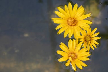 Büyük sarı çiçekler koyu sularda.