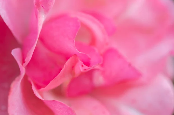 Pink Rose Petals Close Floral Background — Stock Photo, Image