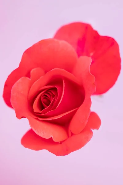 Beautiful Pink Rose Pink Background Vertically — Stock Photo, Image