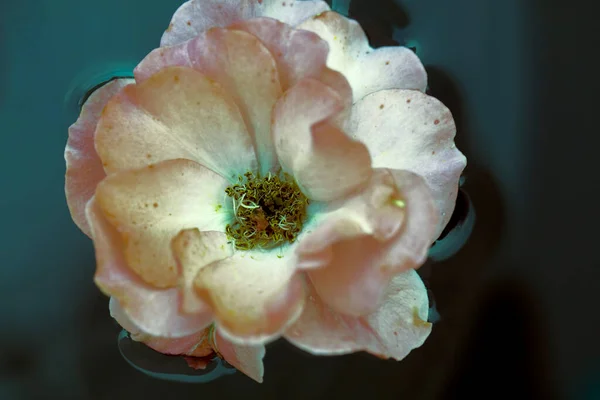 ヴィンテージの花 暗い水の中でピンクの神秘的なバラの腰 花の背景 — ストック写真