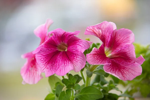 Крупноцветковые Розовые Петунии Крупным Планом — стоковое фото