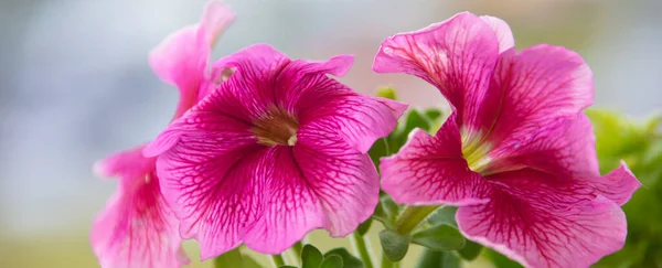 Belles Grandes Fleurs Rose Pétunia Gros Plan — Photo