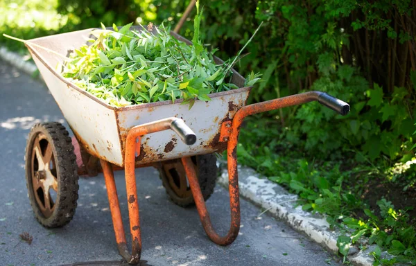 Een Metalen Kar Met Groene Geschoren Takken Snijstruiken — Stockfoto