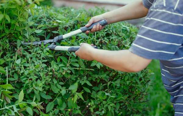 Tangan Tukang Kebun Memotong Semak Semak Dengan Gunting Besar — Stok Foto