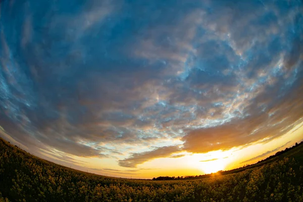 Rapeseed Field Sunset Sky Captured Fisheye Lens — Stock Photo, Image