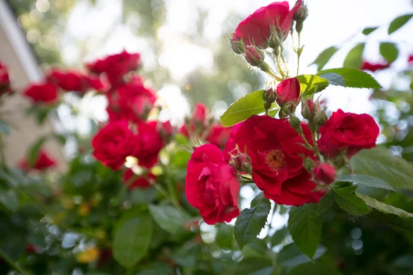 Red Bush Rose Flowers Leaves Summer Floral Background — Stock Photo, Image