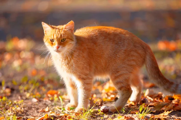 秋天公园里有只有趣的姜黄猫 — 图库照片